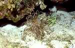 Banded Tube-Dwelling Anemone (36k)