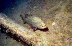 Tiger Grouper (31k)