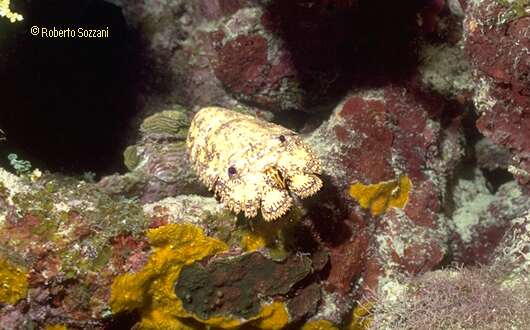 Parribacus antarticus