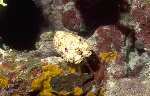 Sculptured Slipper Lobster (30k)