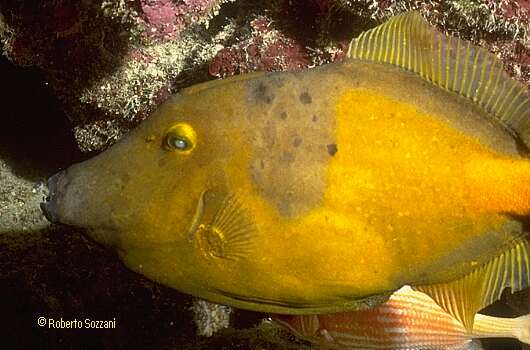 Cantherhines macrocerus