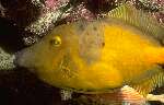 White spotted Filefish (29k)