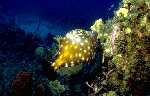 White spotted Filefish (37k)