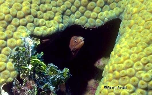 Murena, Moray