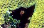Very Small Moray (30k)