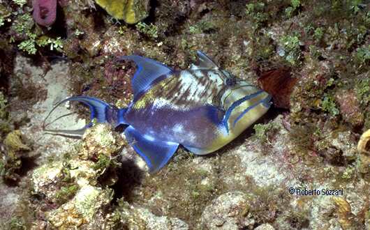 Queen Triggerfish, Balistes vetula