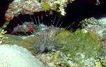 Long Spined Urchin (32k)