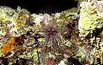 Long Spined Urchin (47k)