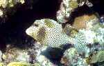 Spotted Trunkfish (36k)