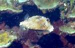 Spotted Trunkfish (27k)