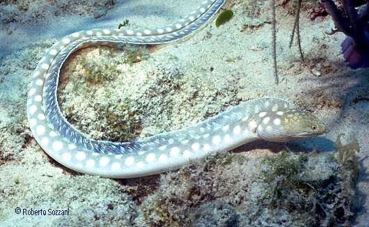 Myrichthys breviceps