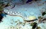 Sharptail Eel (33k)