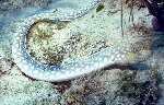 Sharptail Eel (39k)