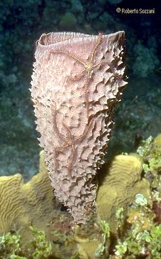 Ophiothrix suensonii