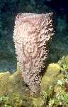 Sponge Brittle Stars (29k)