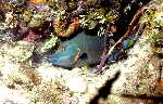 Stoplight Parrotfish (42k)