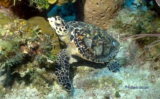 Eretmochelys imbricata