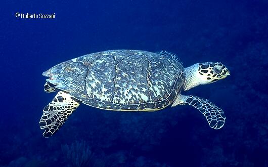 Eretmochelys imbricata