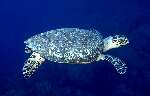 Hawksbill Turtle (28k)