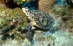 Hawksbill Turtle (37k)