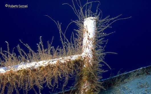 MV Capt. Keith Tibbetts's Wreck