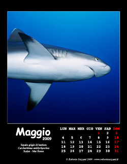 Maggio