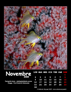 Novembre