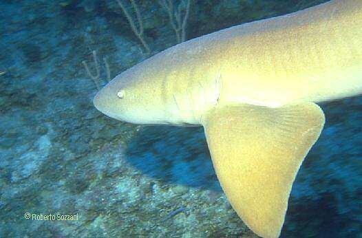 Nurse Shark, Squalo Nutrice, Ginglymostoma cirratum