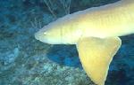 Nurse Shark - Cuba