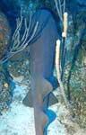 Nurse Shark - Cuba