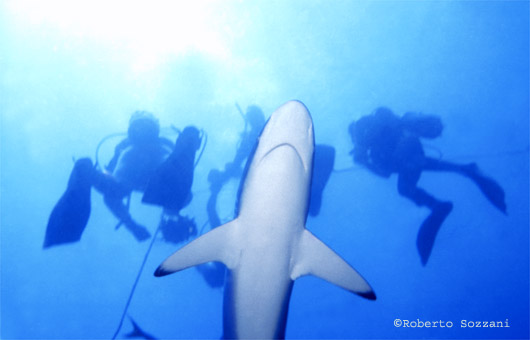 Squalo seta, Silk Shark, Carcharhinus falciformis