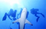 Silk Shark