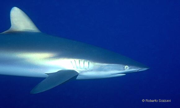 Squalo seta, Silk Shark, Carcharhinus falciformis