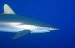 Silk Shark