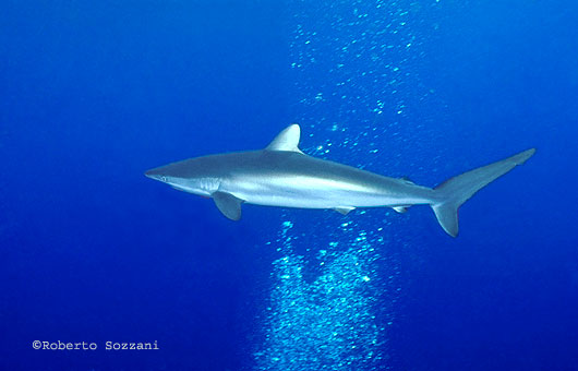 Squalo seta, Silk Shark, Carcharhinus falciformis