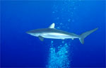 Silk Shark