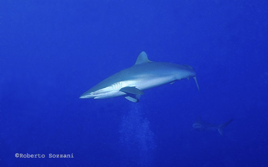 Squalo seta, Silk Shark, Carcharhinus falciformis