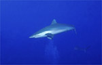 Silk Shark