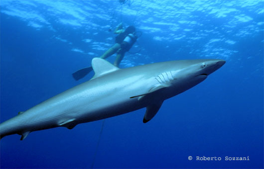 Squalo seta, Silk Shark, Carcharhinus falciformis