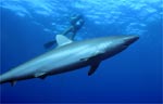 Silk Shark