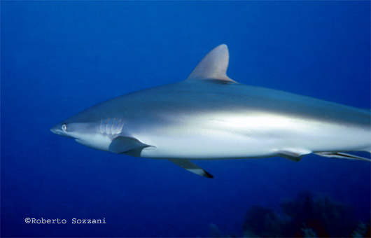 Squalo seta, Silk Shark, Carcharhinus falciformis