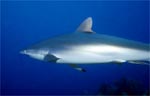 Silk Shark