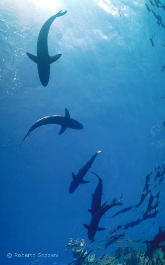 Squalo seta, Silk Shark, Carcharhinus falciformis