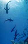 Silk Shark
