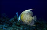 French Angelfish