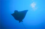 Spotted Eagle Ray
