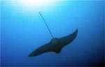 Spotted Eagle Ray