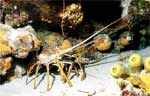 Caribbean Spiny Lobster