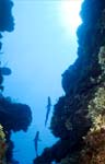 Reef Sharks from a Canyon