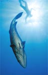 Black Grouper